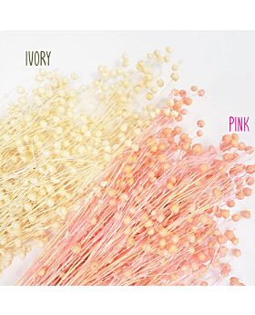 Acacia Bean Natural Dried Flower Dfl