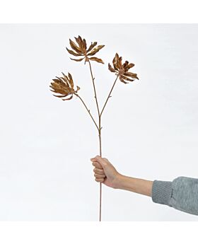 Gloriosa Lily Glf - Gold