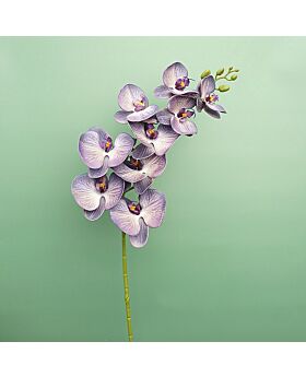 Moth orchids Fwr