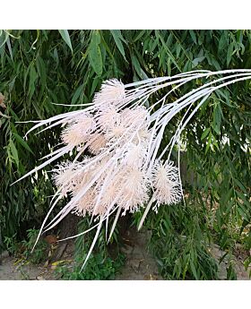 Urchin Grass Lff (Satuan)