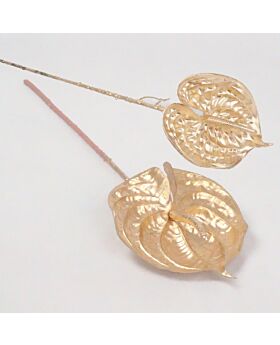 Anthurium Gold Glf