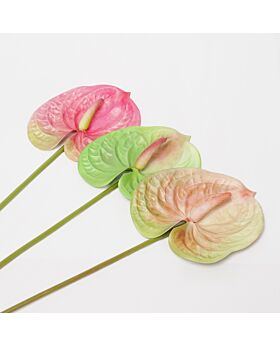 Bunga Anthurium Fwr
