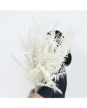 Silk Plant Leaf Lff - White