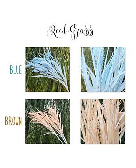 Reed Grass Lff (Satuan)