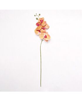 Orchid Phalaenopsis Peach Fwr