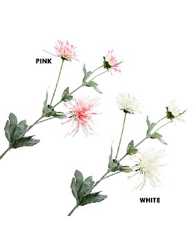 Chrysanthemum Flower Fwr