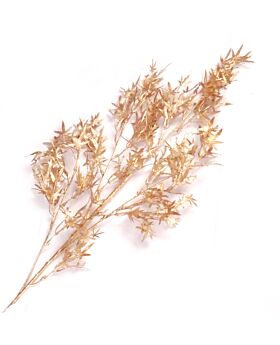 Mountain Maple Grass Bunch Glf