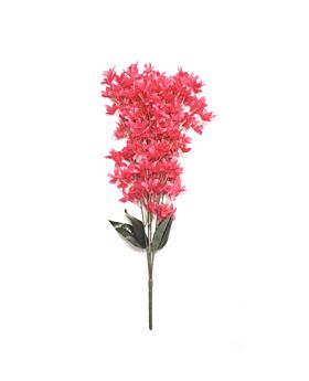 Oncidium Flower Bunch Fuchsia Fwr