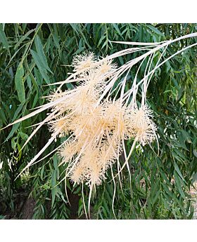 Urchin Grass Lff (Satuan)