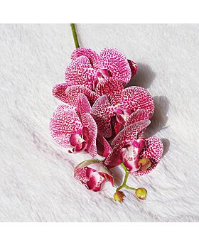 Phalaenopsis Amabilis Fwr